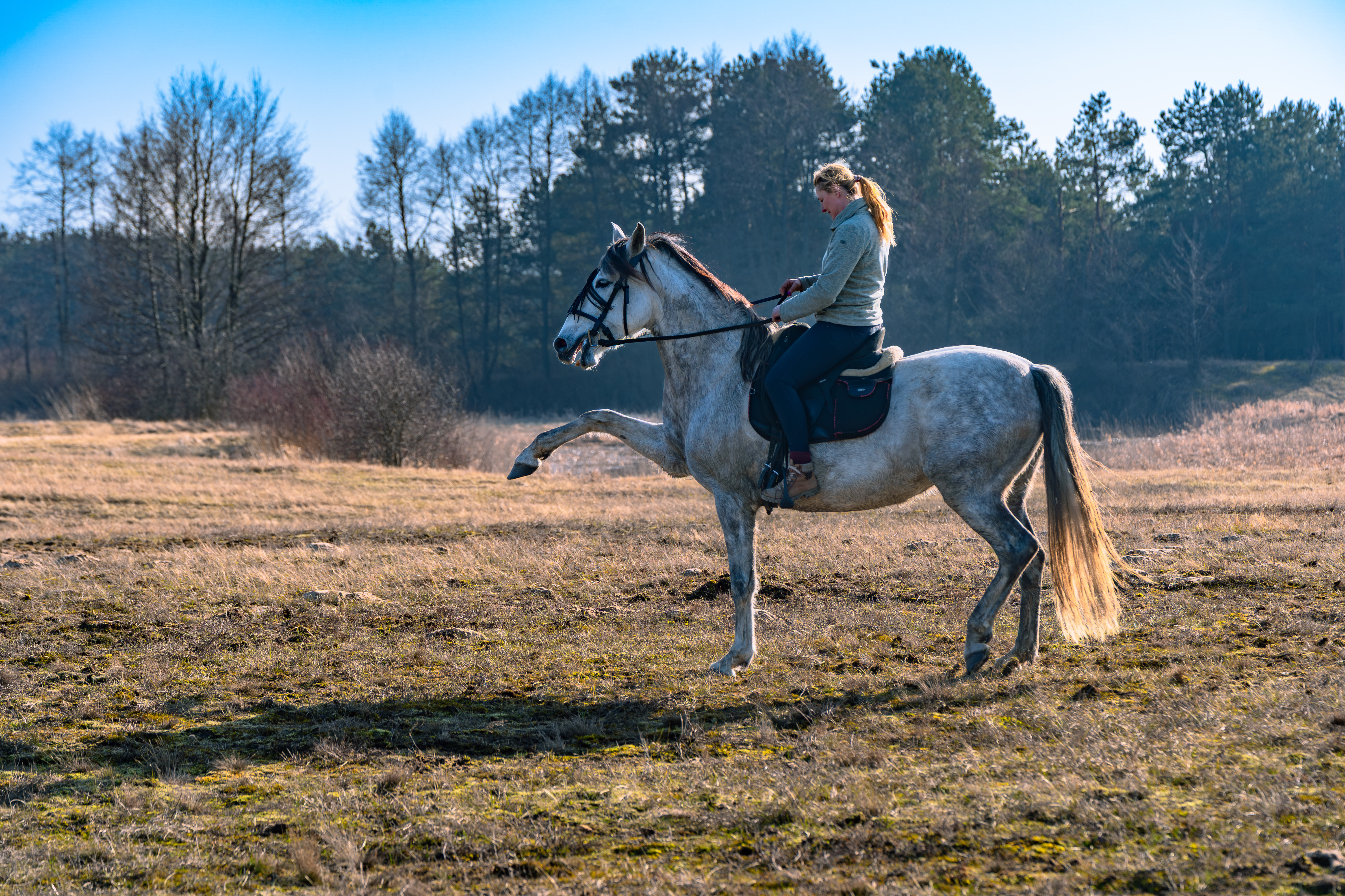 Trening dresażowy konia