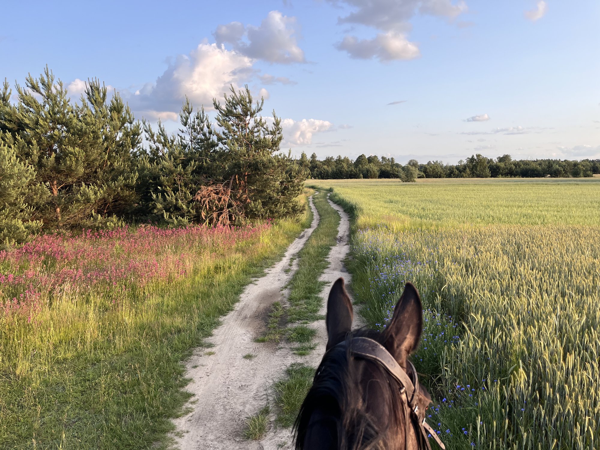 Ranczo Drażniew - Konie w galopie